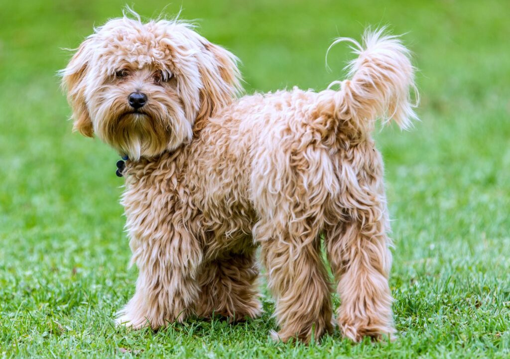 cavapoo