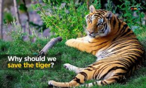 Save the Tigers